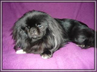 Pekinese.pekingese, deckrüde