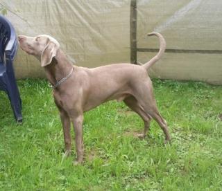 Weimaraner Deckrüde