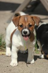 Jack Russell Terrier -der GuteLauneHund-