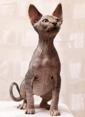 Sphynx  Katzen