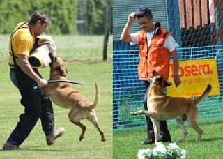 TOP Malinois - Welpen !!