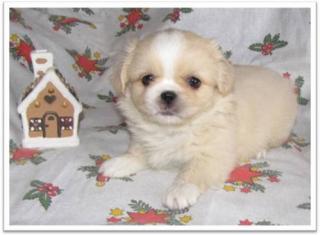 Liebevolle Shih Tzu Pekinesen Mixe