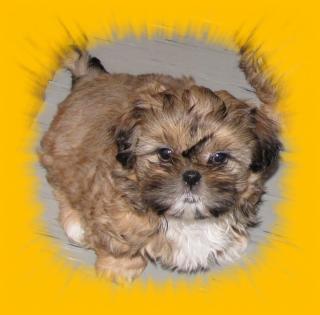 Shih Tzu Welpen aus gutem Hause