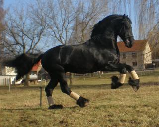 Deckhengst Mandus vom Marschhorst