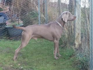 WEIMARANER DECKRÜDE