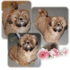 Kleines Shih Tzu Mädchen