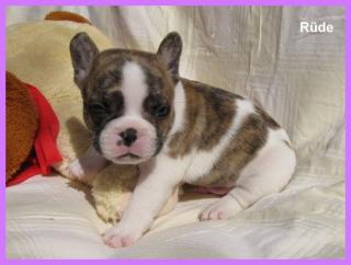 Französische Bulldoggen Babys -Rüde und Hündin-