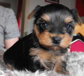 VDH Yorkshire Terrier Welpen