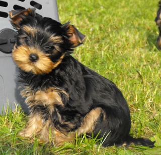 VDH Yorkshire Terrier Welpen