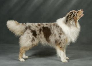 Australian Shepherd Red Merle Deckrüde deckt Ihre Hündin !!