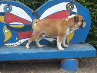 Englische Bulldogge Deckrüde