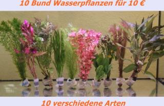 Verkaufe 10 Bund Aquariumpflanzen/ Wasserpflanzen 10 Euro! Set 3