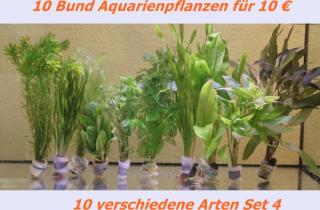 10 Bund Aquariumpflanzen/ Wasserpflanzen 10 Euro! Set 4