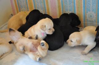 Rassereine und wunderschöne  Labrador welpen  Sülze, schwarz und weiß für süße L