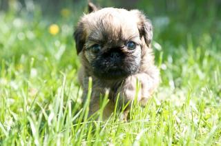 Zwerggriffon, Brüsseler Griffon, Belgischer Griffon 