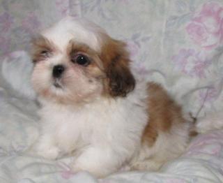 Shih Tzu Welpen par excellence