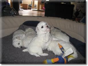 Endlich, unsere Allergiker geeignete Bichon frise Welpen sind geboren