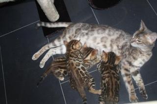 Bengal Kitten - Minileoparden fürs Wohnzimmer in braun, snow und silver rosetted