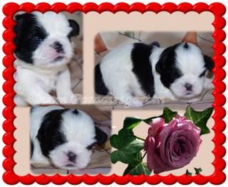 Shih Tzu Welpen aus guten Linien