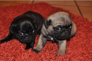 (2 Rüden/ 1 Hündin) Schwarz und Beige Bildschöne Mops Babys.