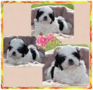 Shih Tzu Babys aus guter dt Hausaufzucht mit Papieren