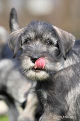 SCHNAUZER / Mittelschnauzer WELPEN Pfeffer-Salz