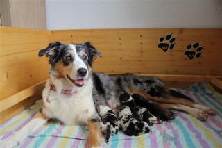 Australian Shepherd Welpen 