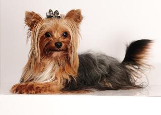 Yorkshire Terrier super mini Deckrüde black and tan sucht