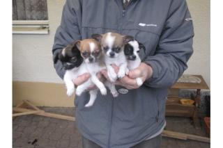  *-*- 4 ++ Liebe Chihuahua Welpen, LH/KH*-*-.* 