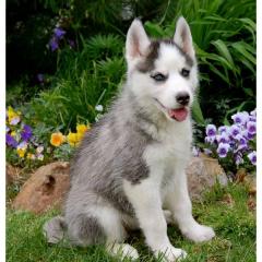 100% Reinrassige Siberian Husky Welpen mit VDH/ DCNH/ FCI-Papier