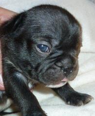 Französische Bulldoggen Welpen in Black und Fawn mit Pap.