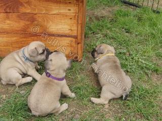 Französische Bulldoggen Welpen mit Papiere ( Ahnentafel ) suchen ein schönes Sof