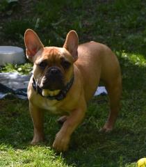 Französischer Bulldoggen Rüde in Red-fawn mit Pap.