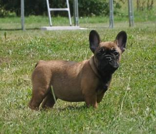 Du Ch teau Taliaferro - French Bulldog Welpen in Dark Sable / Sable Tan /  Red F