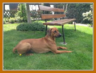 Rhodesian Ridgeback Welpen Mai 2021