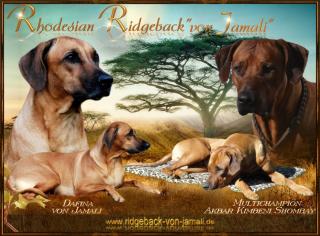 Ridgeback Silvester Welpen