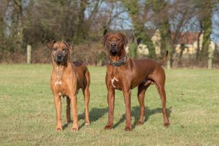 Rhodesian Ridgeback Wurfankündigung