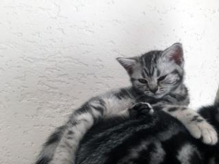 BKH Katze Kater Kitten Katzenbabys Babykatzen in black silver tabby classic vom 