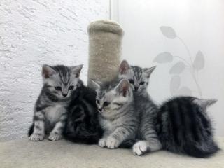 Reinrassige Britisch Kurzhaar Katzenbabys in black silver tabby classic Babykatz