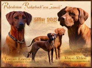 Rhodesian Ridgeback Welpen Wurfankündigung