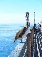 Kalifornien - Catalina Island