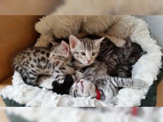 Bengalkitten mit Stambaum, Bengalkatze, Bengal Kitten Reinrassige 