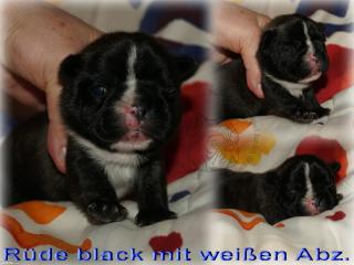 Französische Bulldoggen Babys suchen noch ein Zuhause