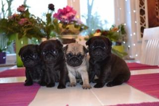 Wunderschöne, sportliche Mops Welpen in beige und schwarz