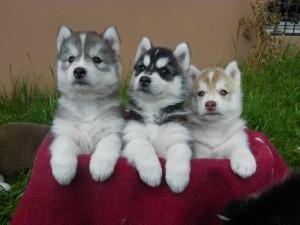 Siberian Husky Welpen Sibirische Huskywelpen