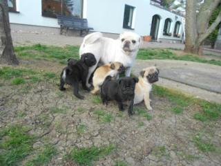  Mops welpen in Schwarz , Weißer und Beige 