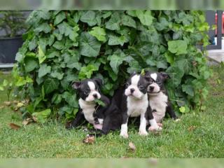  BOSTON TERRIER WELPEN