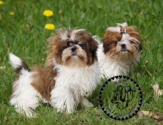 Gesunde kleinbleibende Shih Tzu Welpen