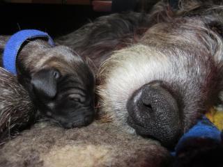 Irish Wolfhound Welpen von BiGi s Wolf