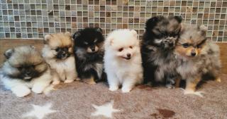 Teacup Pomeranianwelpen black-tan,gescheckt